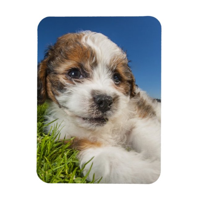 Cute puppy hund (Shitzu) Magnet (Vertikal)