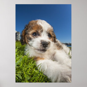 Cute puppy hund (Shitzu) Poster