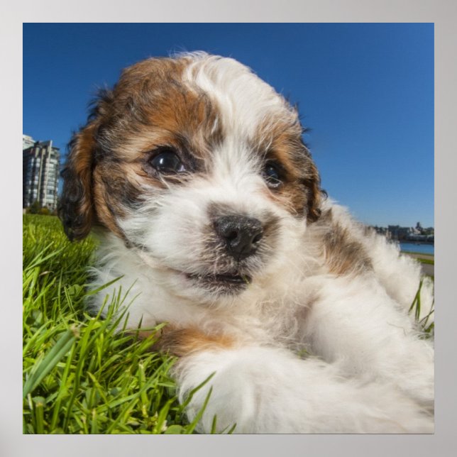 Cute puppy hund (Shitzu) Poster (Framsidan)