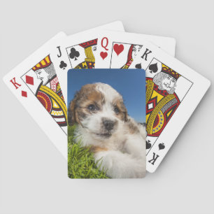 Cute puppy hund (Shitzu) Spel Kort