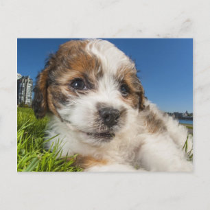 Cute puppy hund (Shitzu) Vykort