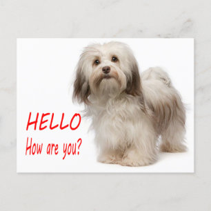 Cute Puppy-Hund Thinking of You Havanese Hej Vykort