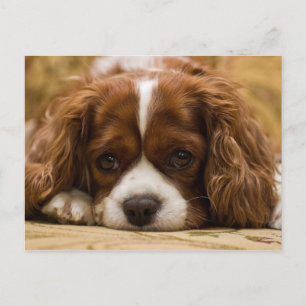 Cute Puppy Hund Vykort