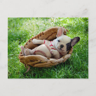 Cute Puppy in a Baseball Mitt Vykort