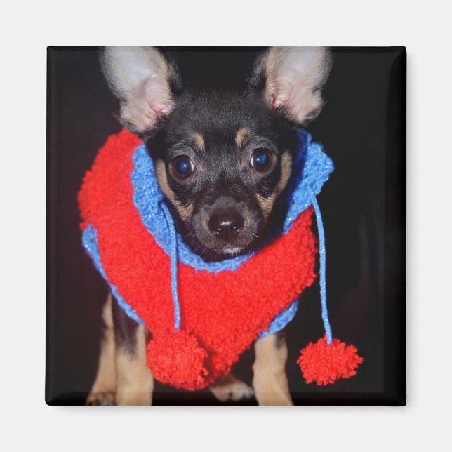 Cute Puppy in Red Wool Sweater Magnet (Framsidan)