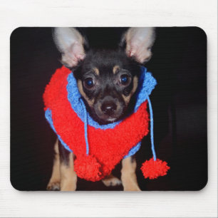 Cute Puppy in Red Wool Sweater Musmatta