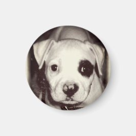 Cute Puppy Magnet