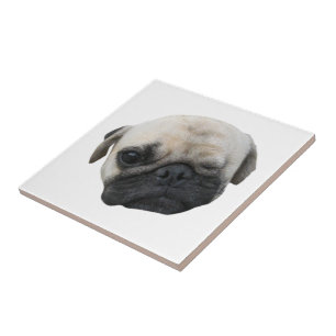 Cute Puppy Pug Hund Friend ... か わ い い 子 犬 Kakelplatta