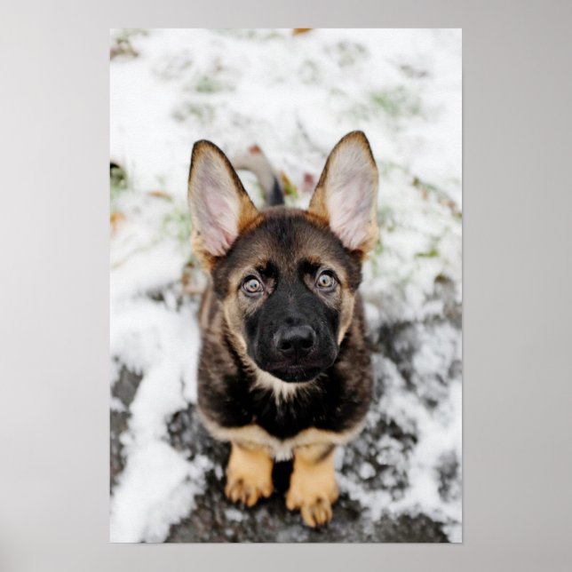 Cute Puppy Tittar upp Poster (Framsidan)