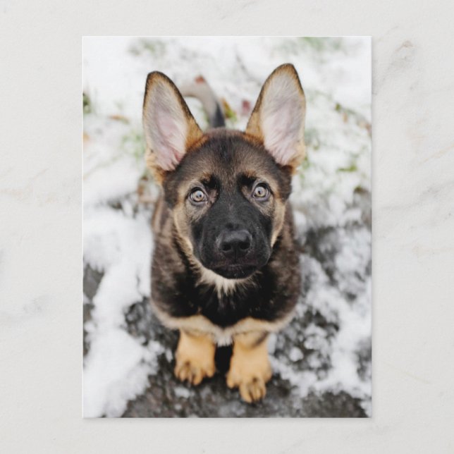 Cute Puppy Tittar upp Vykort (Framsida)