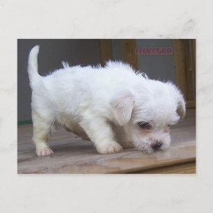 Cute Puppy Vykort
