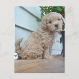 Cute Puppy Vykort