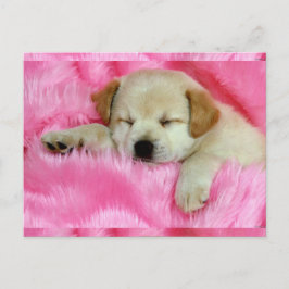 Cute Puppy Vykort