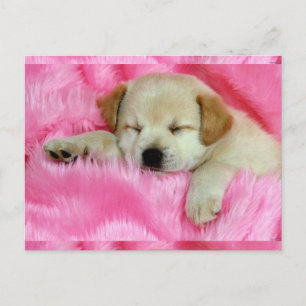 Cute Puppy Vykort