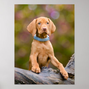 Cute puppyeyed Hungary Vizsla Hund Puppy Photo _. Poster