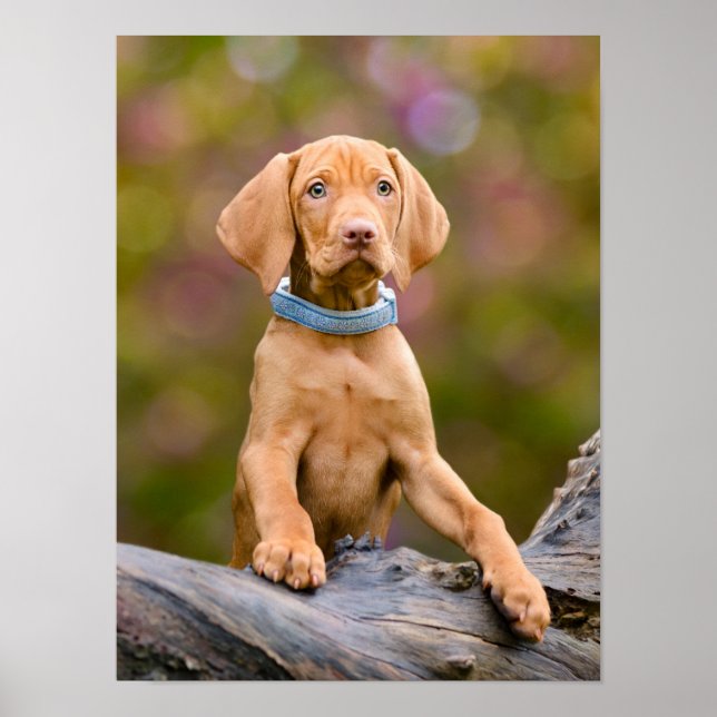 Cute puppyeyed Hungary Vizsla Hund Puppy Photo _. Poster (Framsidan)