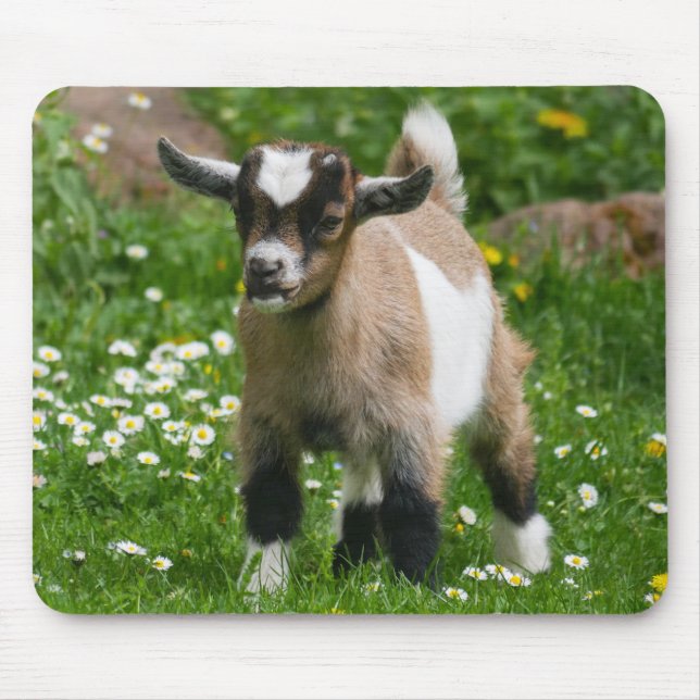Cute Pygmy Goat Kid i blommor Musmatta (Framsidan)