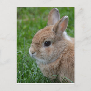 Cute Rabbit Vykort