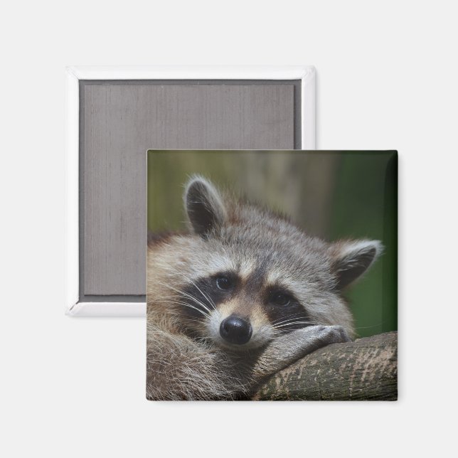 Cute Raccoon Ansikte Magnet (Front/Back)