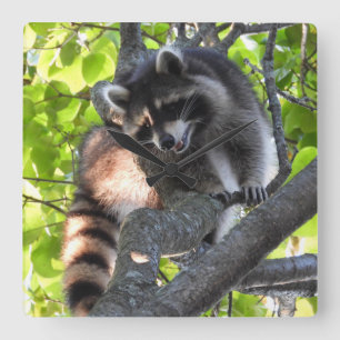 Cute Raccoon i Träd Fyrkantig Klocka