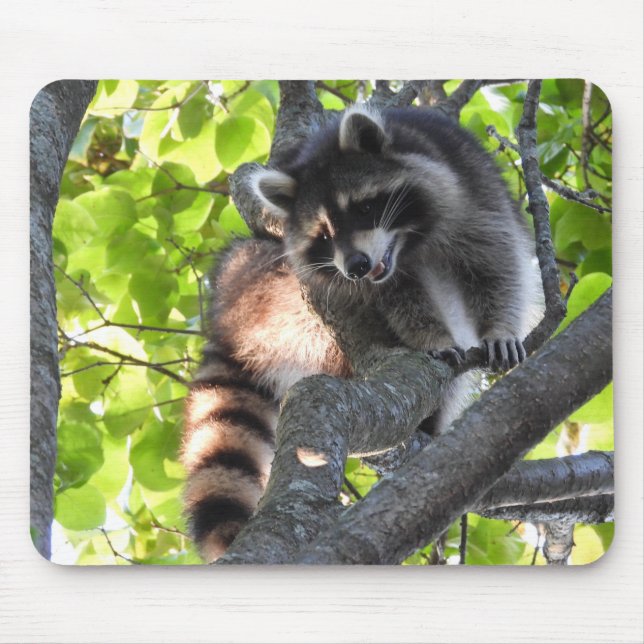Cute Raccoon i träd Musmatta (Framsidan)