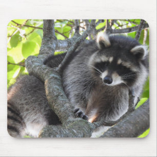 Cute Raccoon i träd Musmatta