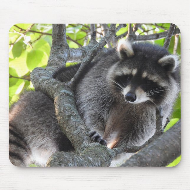 Cute Raccoon i träd Musmatta (Framsidan)