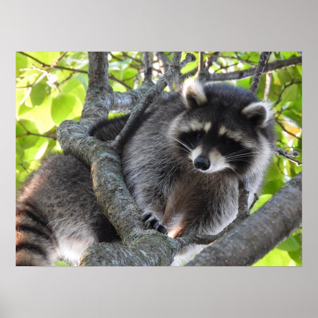 Cute Raccoon i träd Poster (Framsidan)