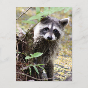 Cute Raccoon Photo Postcard Vykort