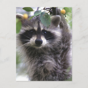 Cute Raccoon Photo Postcard Vykort