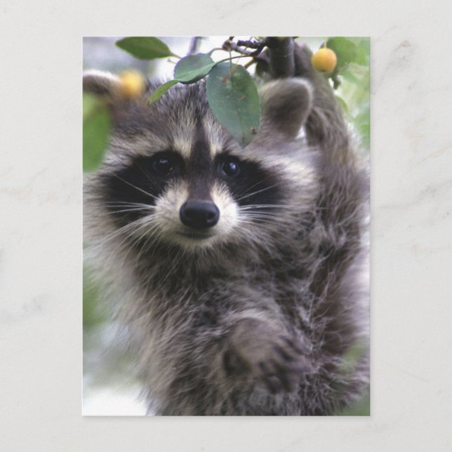 Cute Raccoon Photo Postcard Vykort (Framsida)