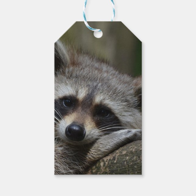 Cute Raccoon Presentetikett (Framsidan)