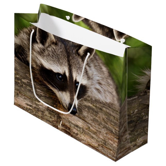 Cute Raccoon Resten på en logg (Framsidan Vinklad)