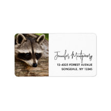 Cute Raccoon Resten på en logg