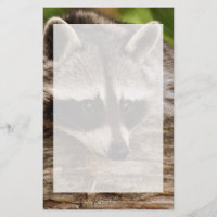 Cute Raccoon Resten på en logg