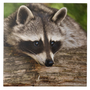 Cute Raccoon Resten på en logg Kakelplatta