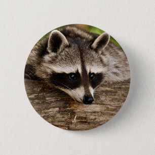 Cute Raccoon Resten på en logg Knapp