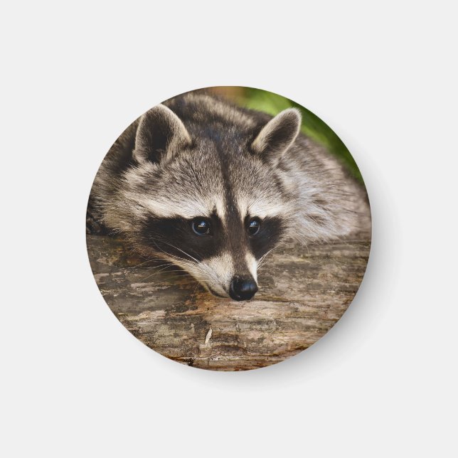 Cute Raccoon Resten på en logg Magnet (Framsidan)