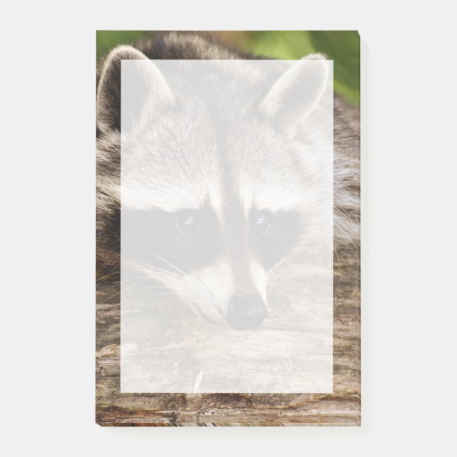 Cute Raccoon Resten på en logg Post-it Block (Framsida)
