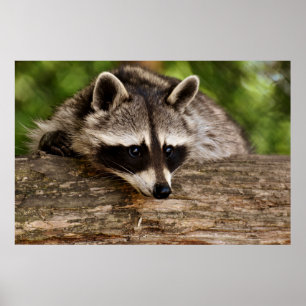 Cute Raccoon Resten på en logg Poster