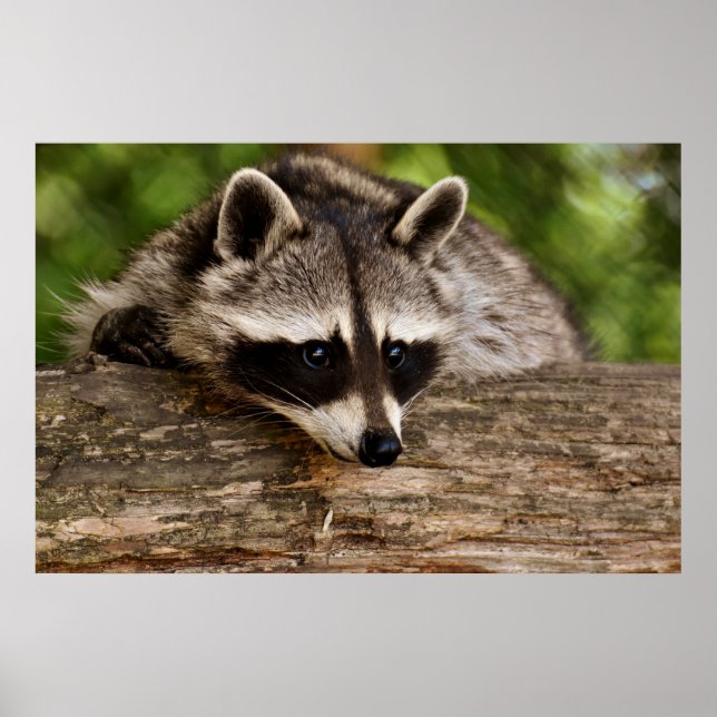 Cute Raccoon Resten på en logg Poster (Framsidan)