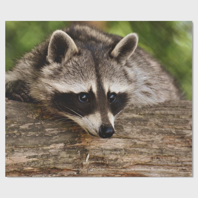 Cute Raccoon Resten på en logg Presentpapper (Platt)