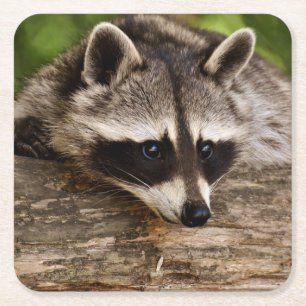 Cute Raccoon Resten på en logg Underlägg Papper Kvadrat