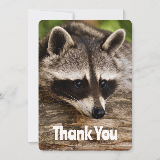 Cute Raccoon Resten på en Tack (Framsida)