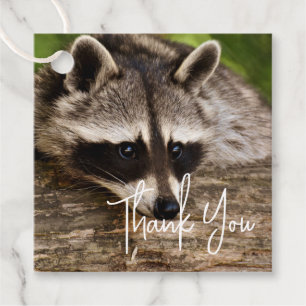 Cute Raccoon Resten på en Tack Gåvor Etiketter