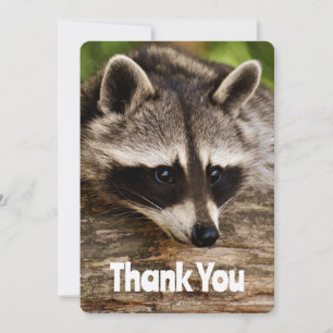 Cute Raccoon Resten på en Tack Kort