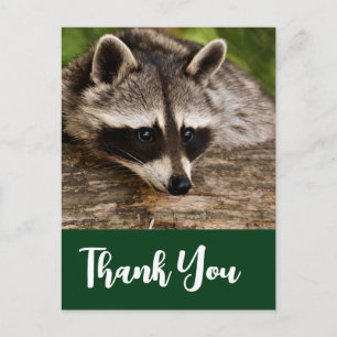 Cute Raccoon Resten på en Tack Vykort