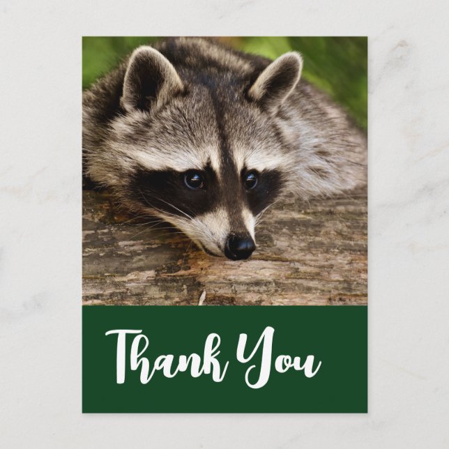 Cute Raccoon Resten på en Tack Vykort (Framsida)