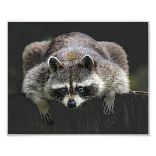 Cute Raccoon Sitta på en log Wildlife Fototryck (Framsidan)