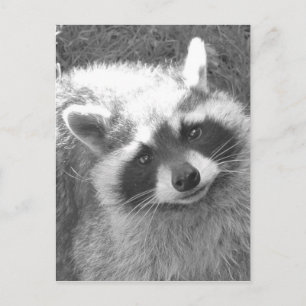 Cute Raccoon Vykort